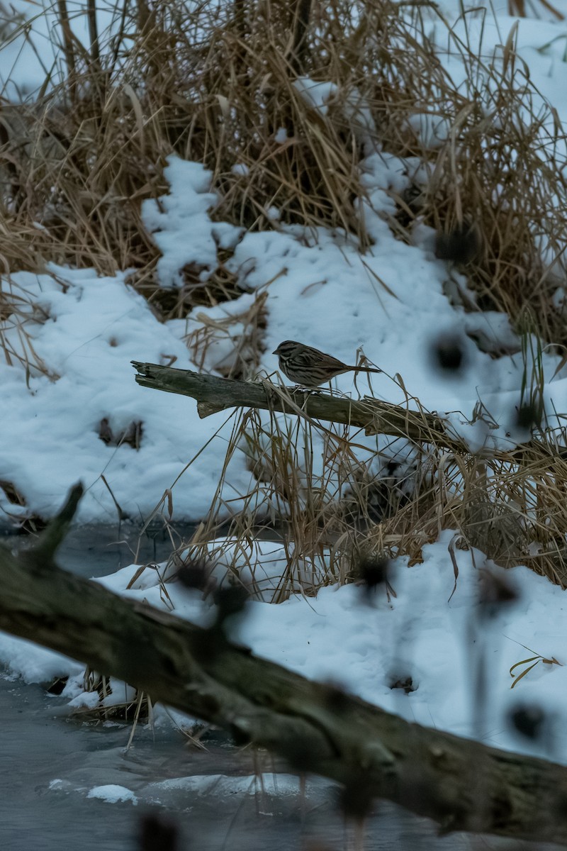 ウタスズメ - ML646579346