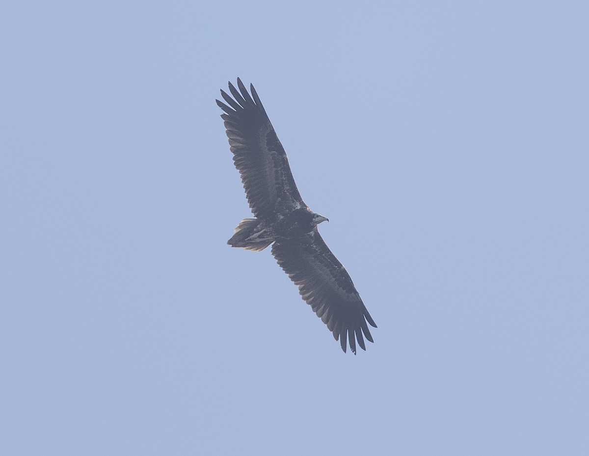 Egyptian Vulture - ML646579347