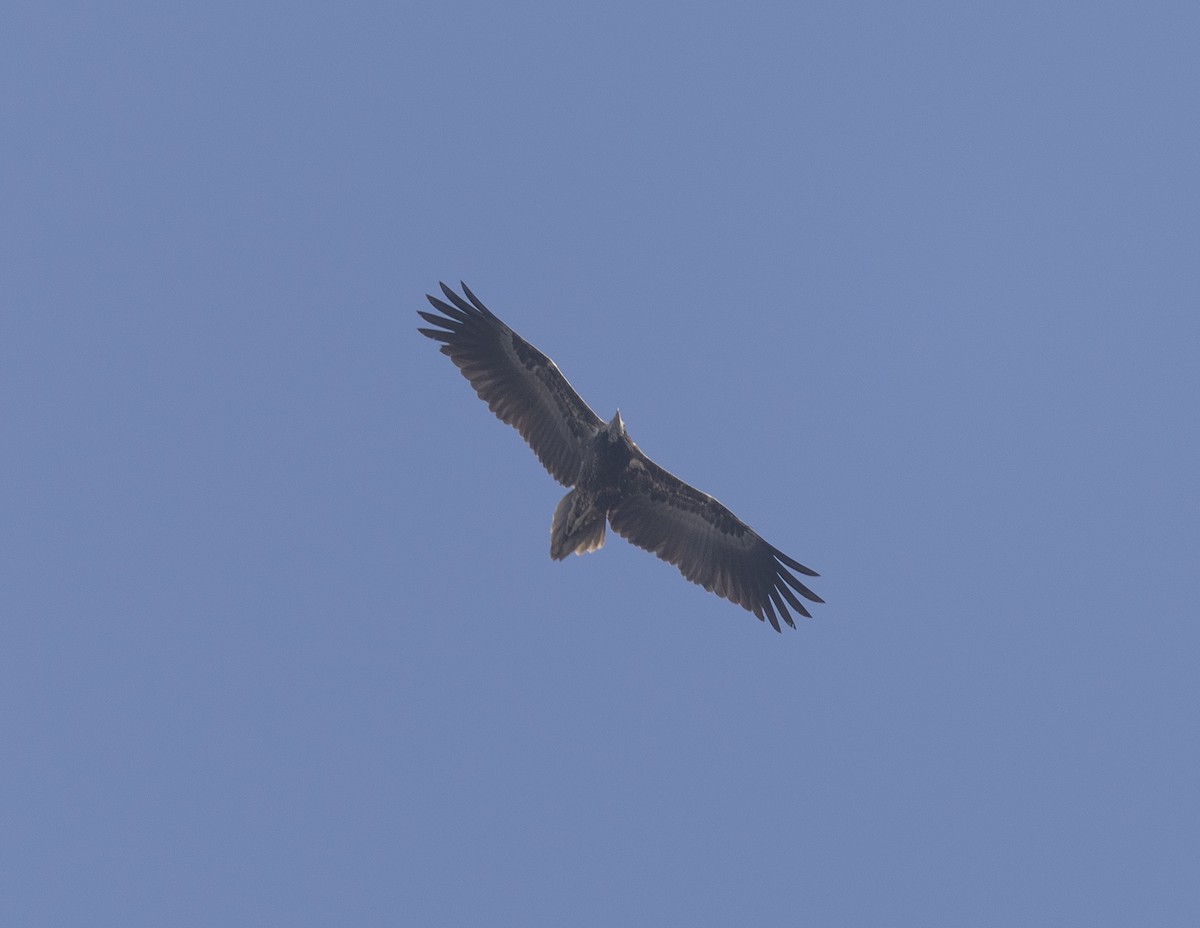 Egyptian Vulture - ML646579348