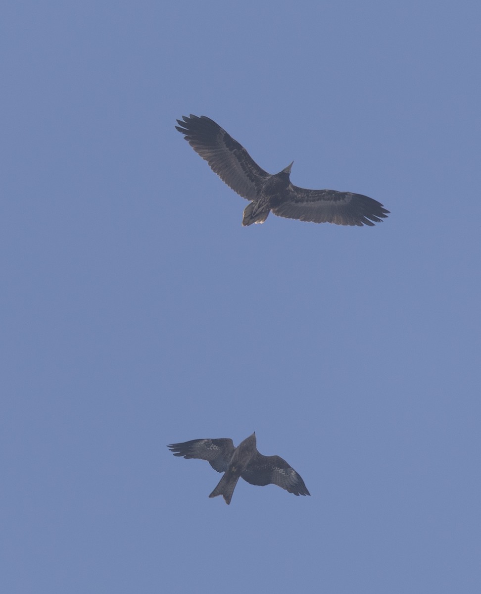 Egyptian Vulture - ML646579350