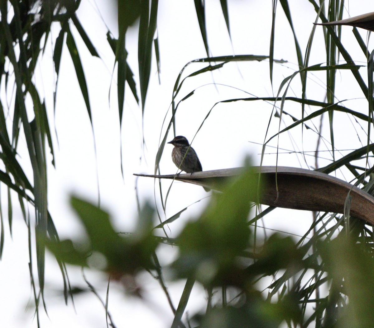 Variegated Flycatcher - ML646579352