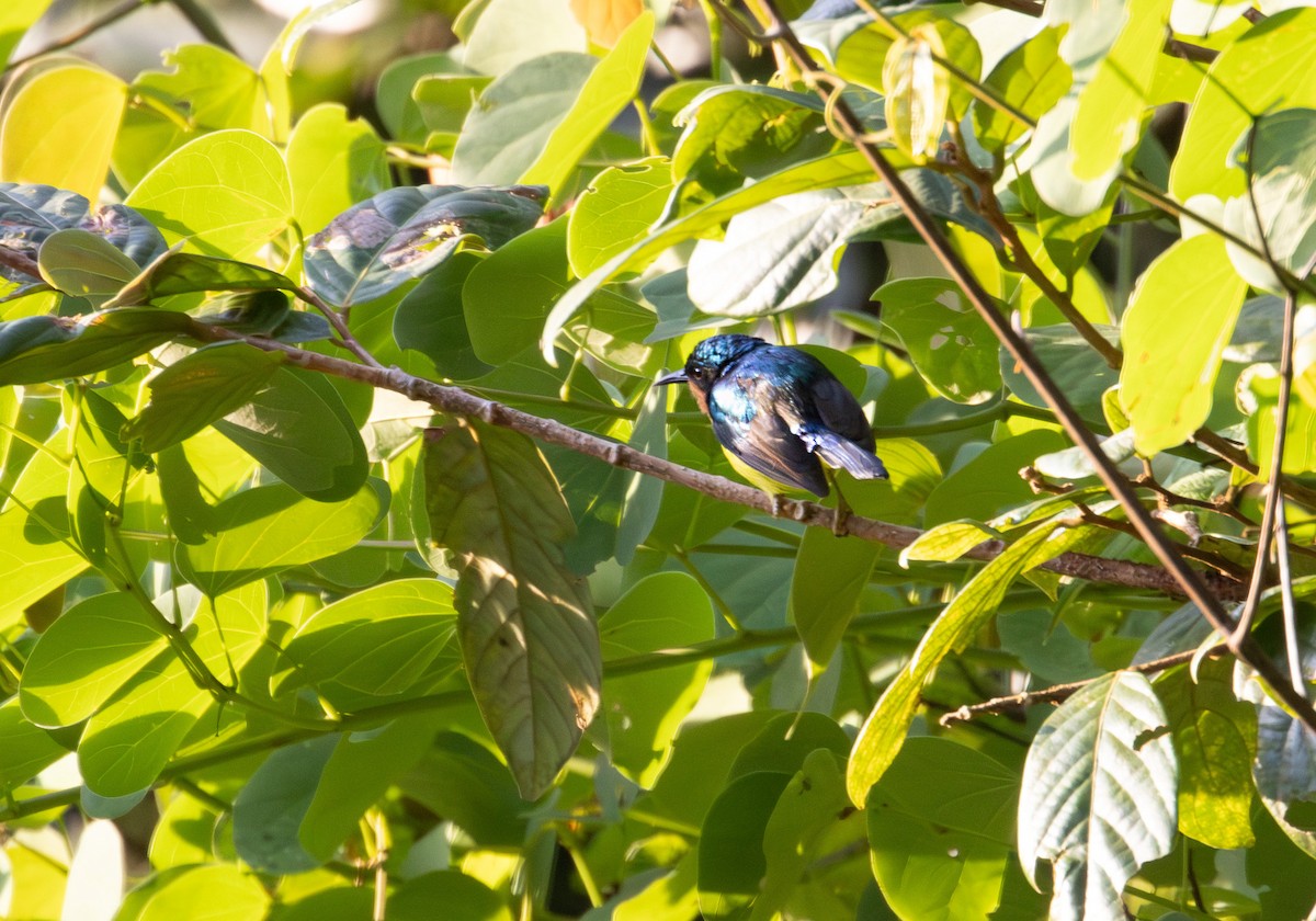 Ruby-cheeked Sunbird - ML646579353