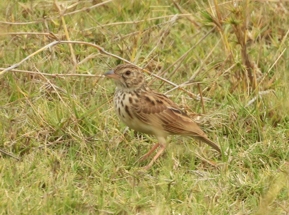 Alondra Malgache - ML646579354