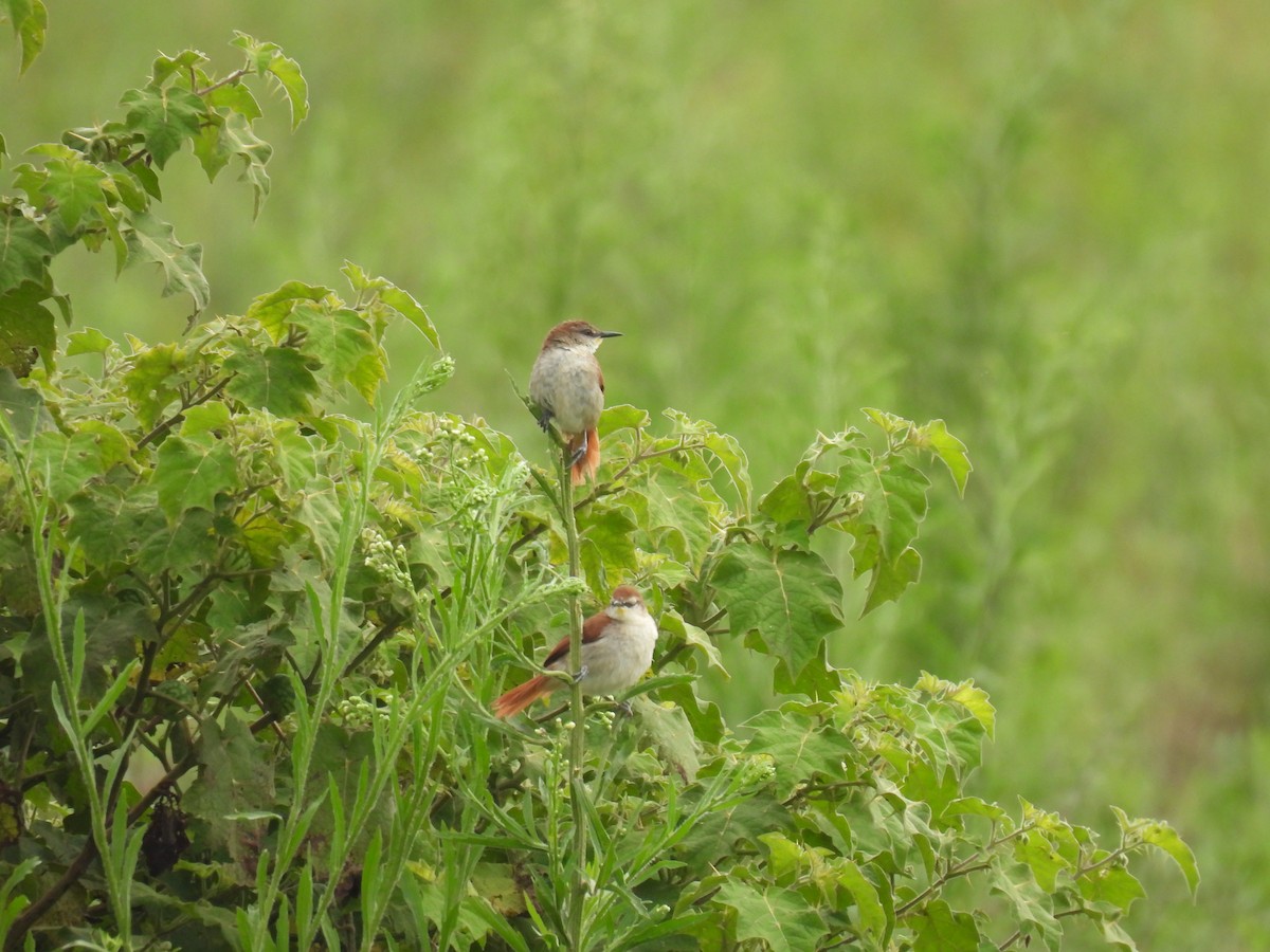 Yellow-chinned Spinetail - ML646579356