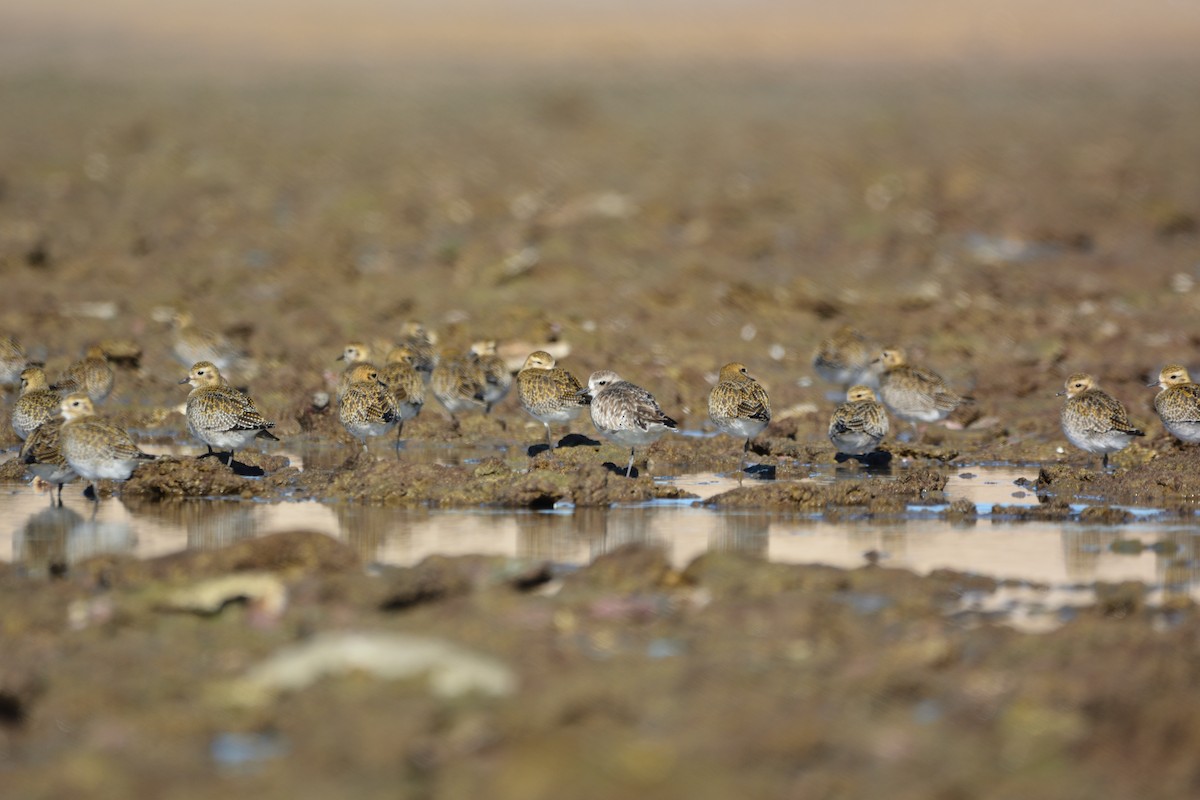 kulík bledý - ML646579359