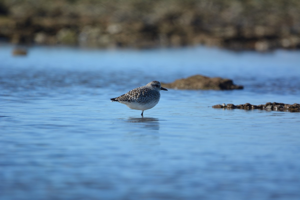 kulík bledý - ML646579360