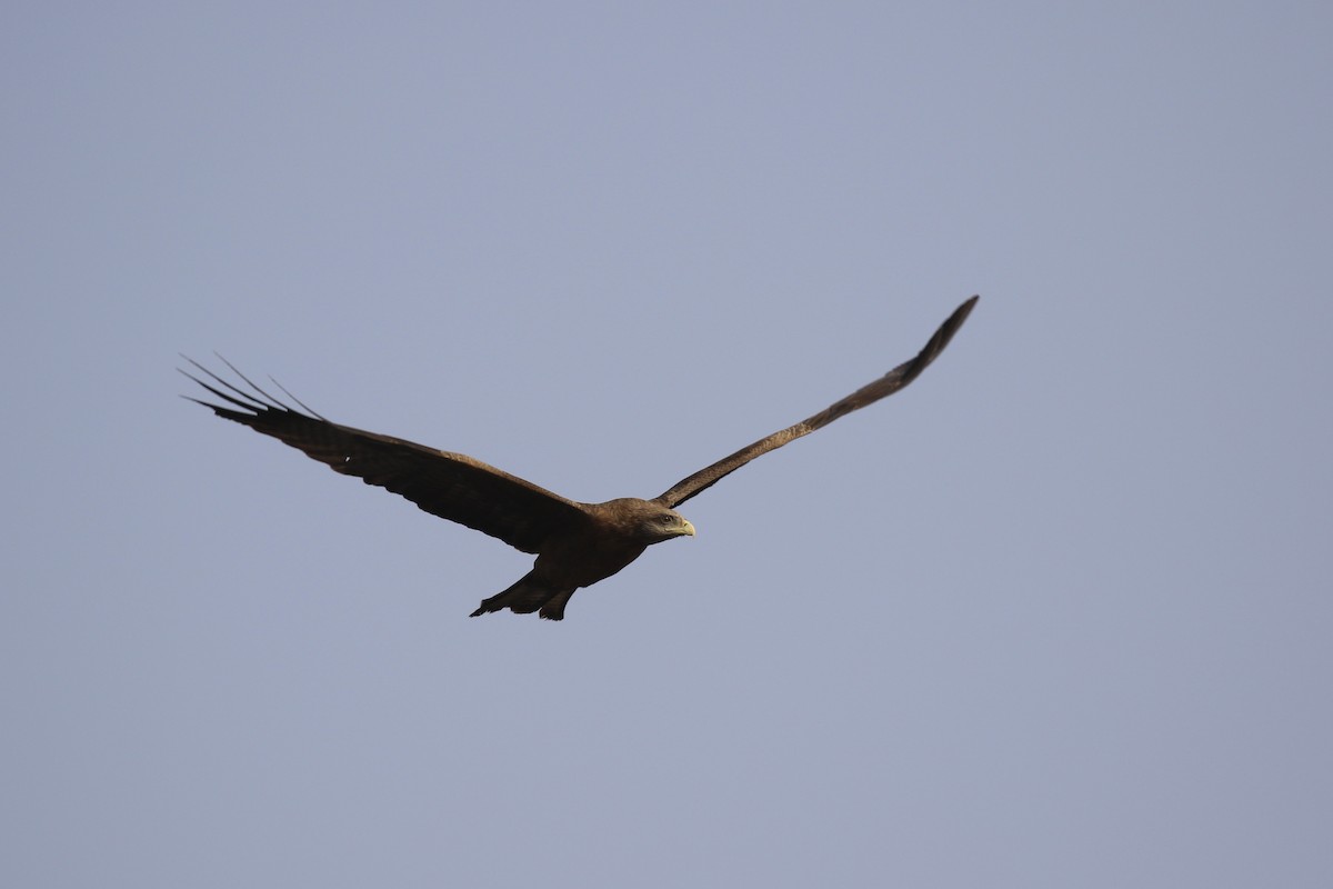 Black Kite (Yellow-billed) - ML646579362