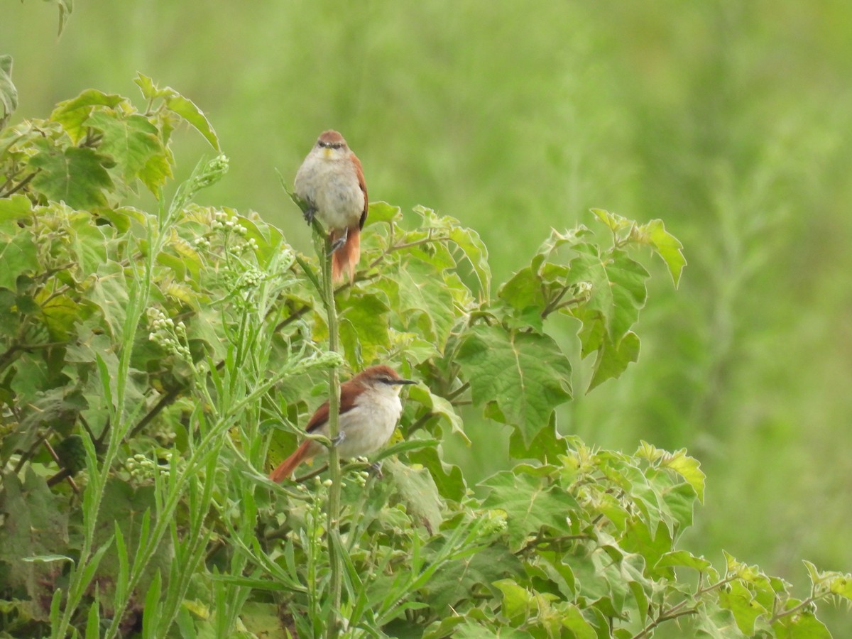 Yellow-chinned Spinetail - ML646579364