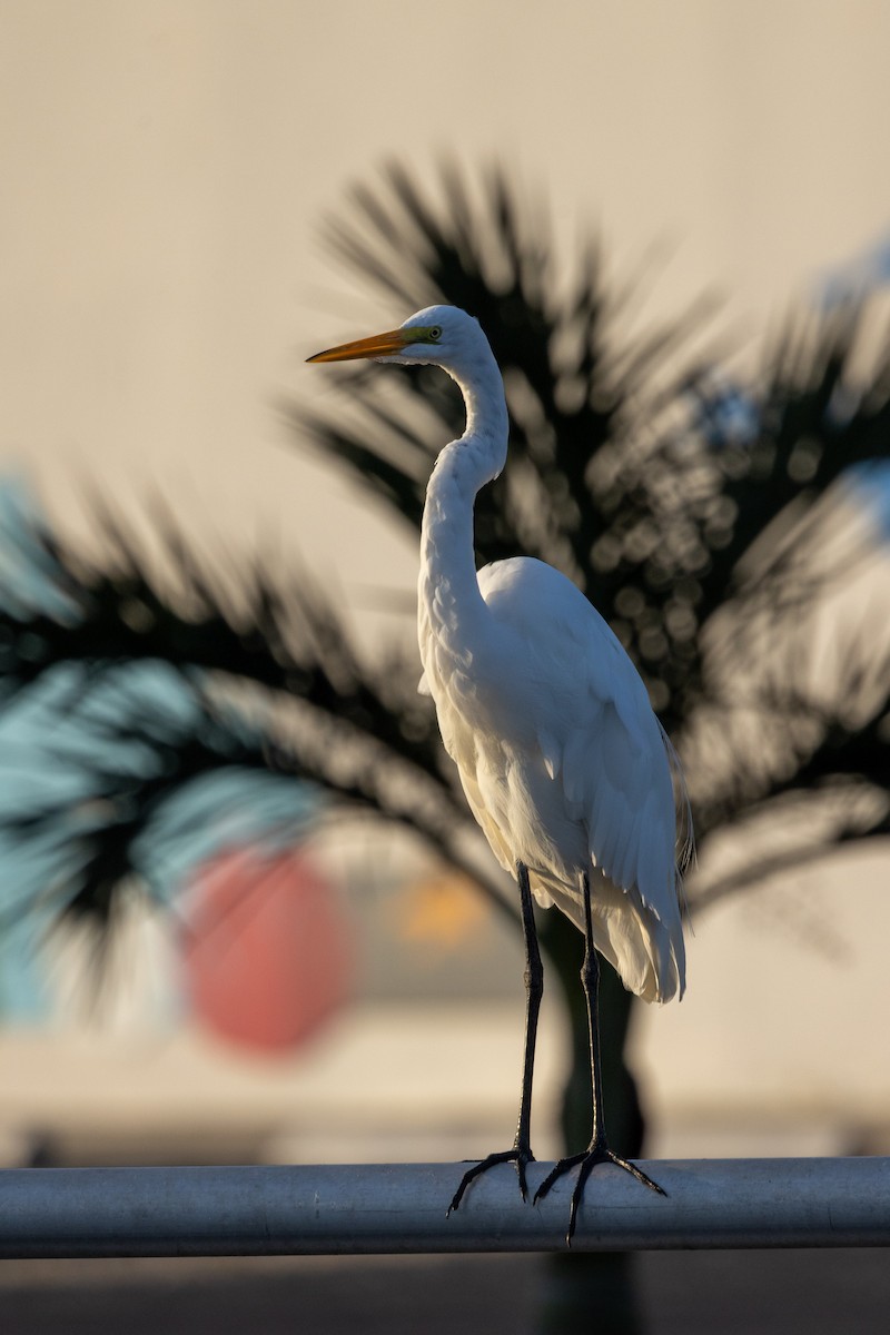 Great Egret - ML646579365