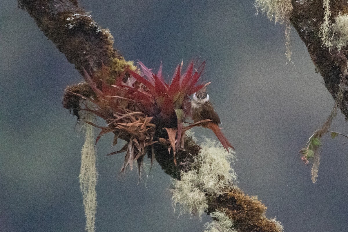 Streaked Tuftedcheek - ML646579366