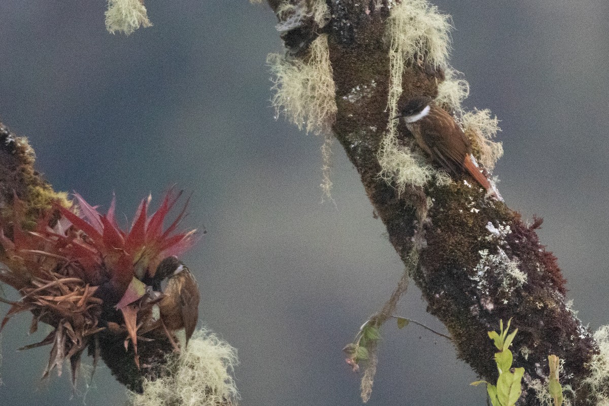 Streaked Tuftedcheek - ML646579367