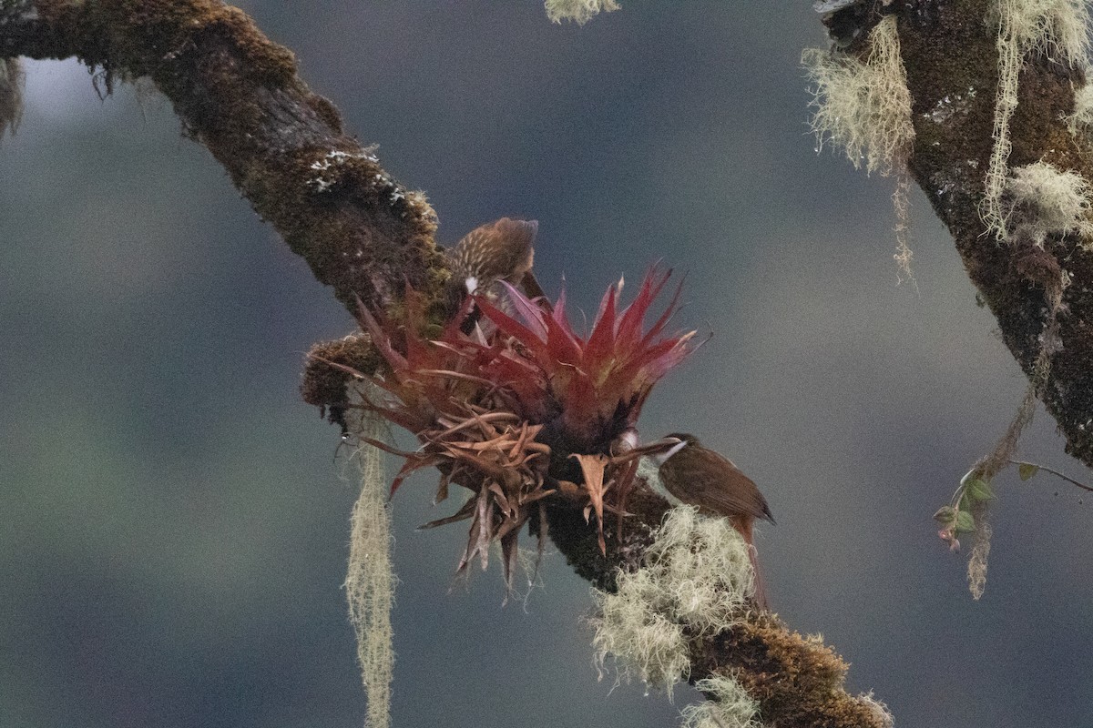 Streaked Tuftedcheek - ML646579368