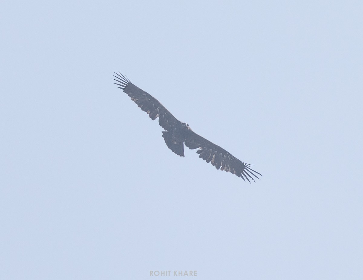 Steppe Eagle - ML646579370