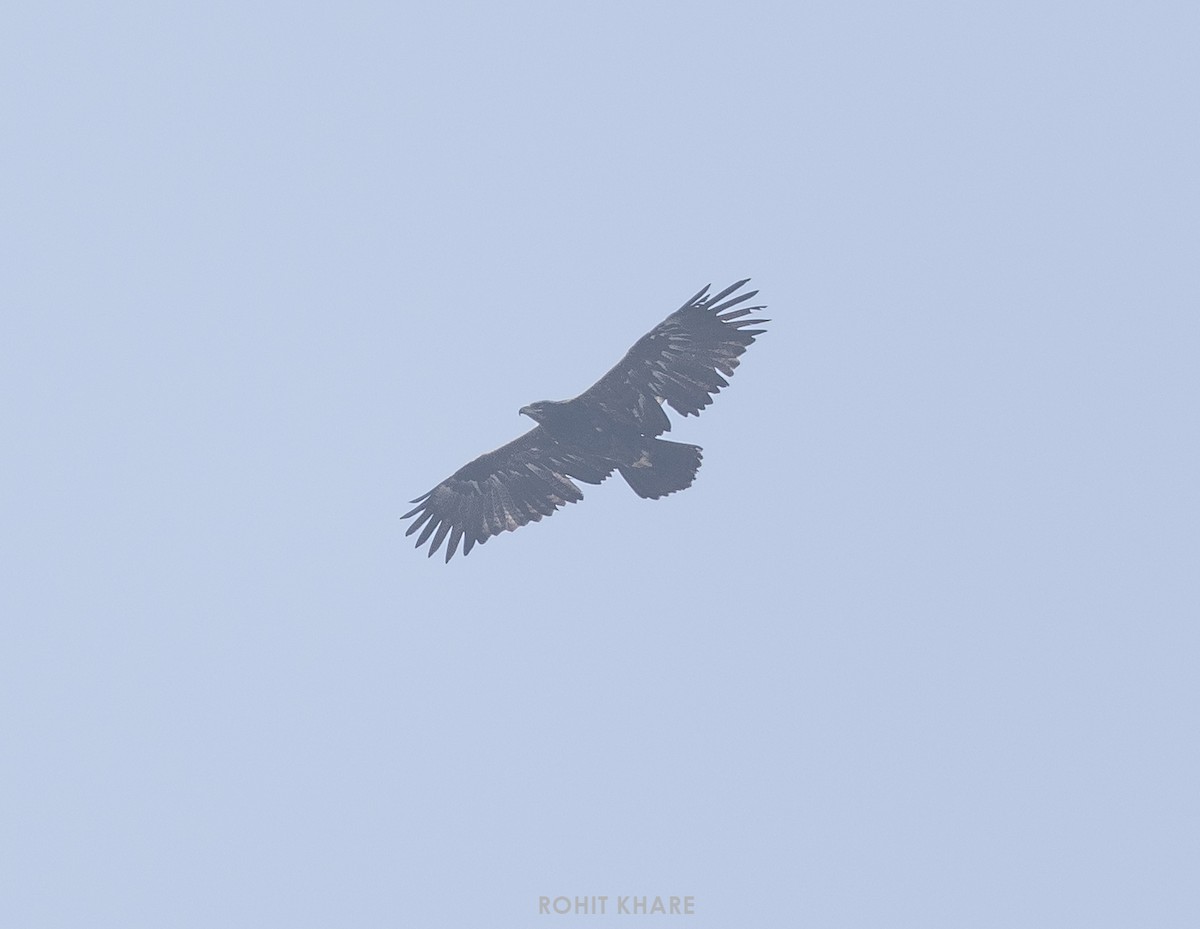 Steppe Eagle - ML646579371
