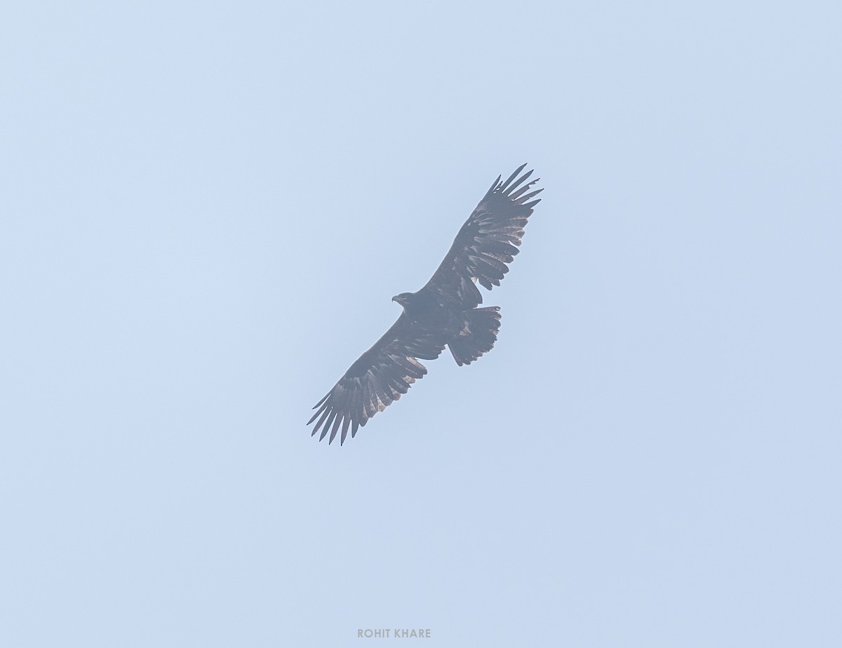 Steppe Eagle - ML646579372