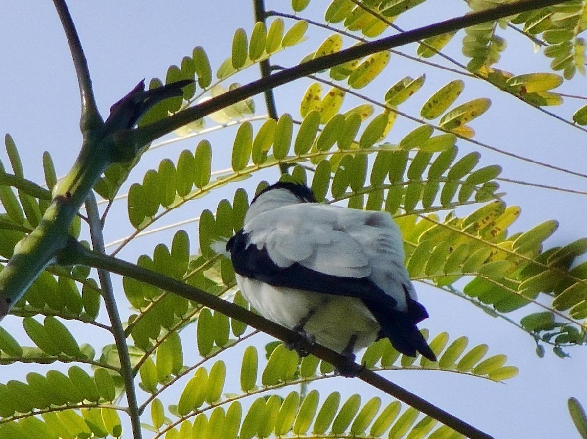 Black-tailed Tityra - ML646579374
