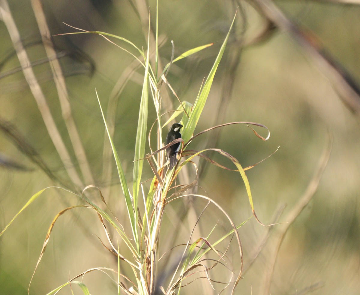 Lined Seedeater - ML646579375