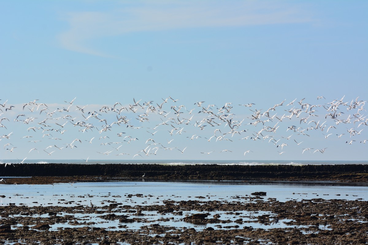 Black-headed Gull - ML646579376