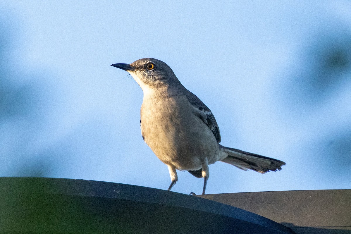 Northern Mockingbird - ML646579377