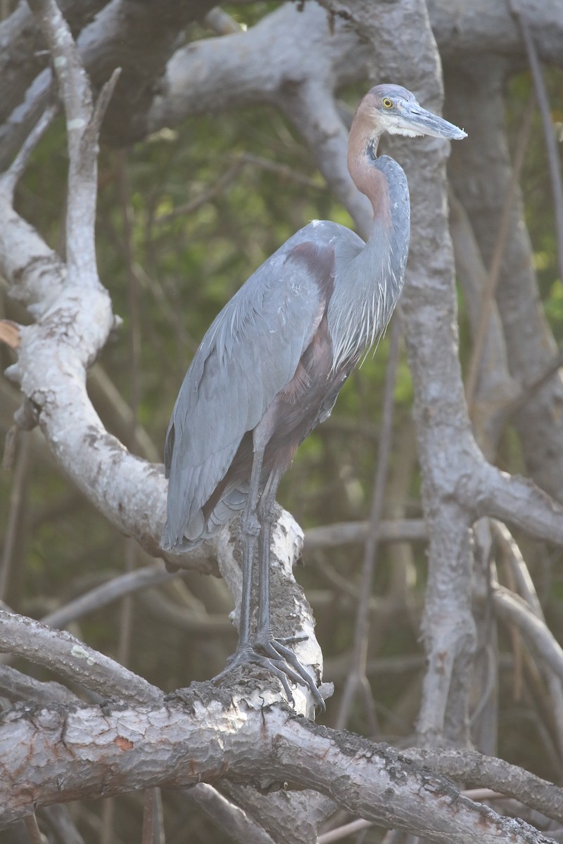 Goliath Heron - ML646579378