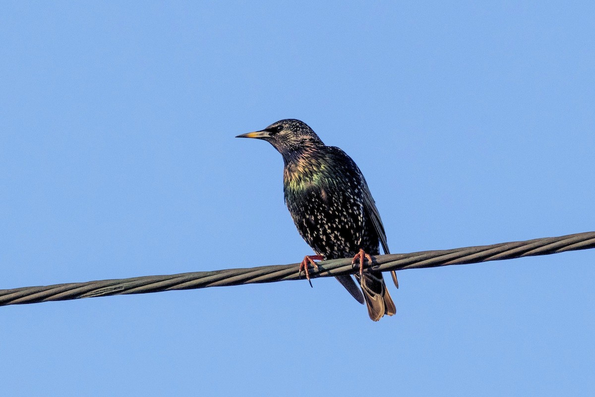 European Starling - ML646579385