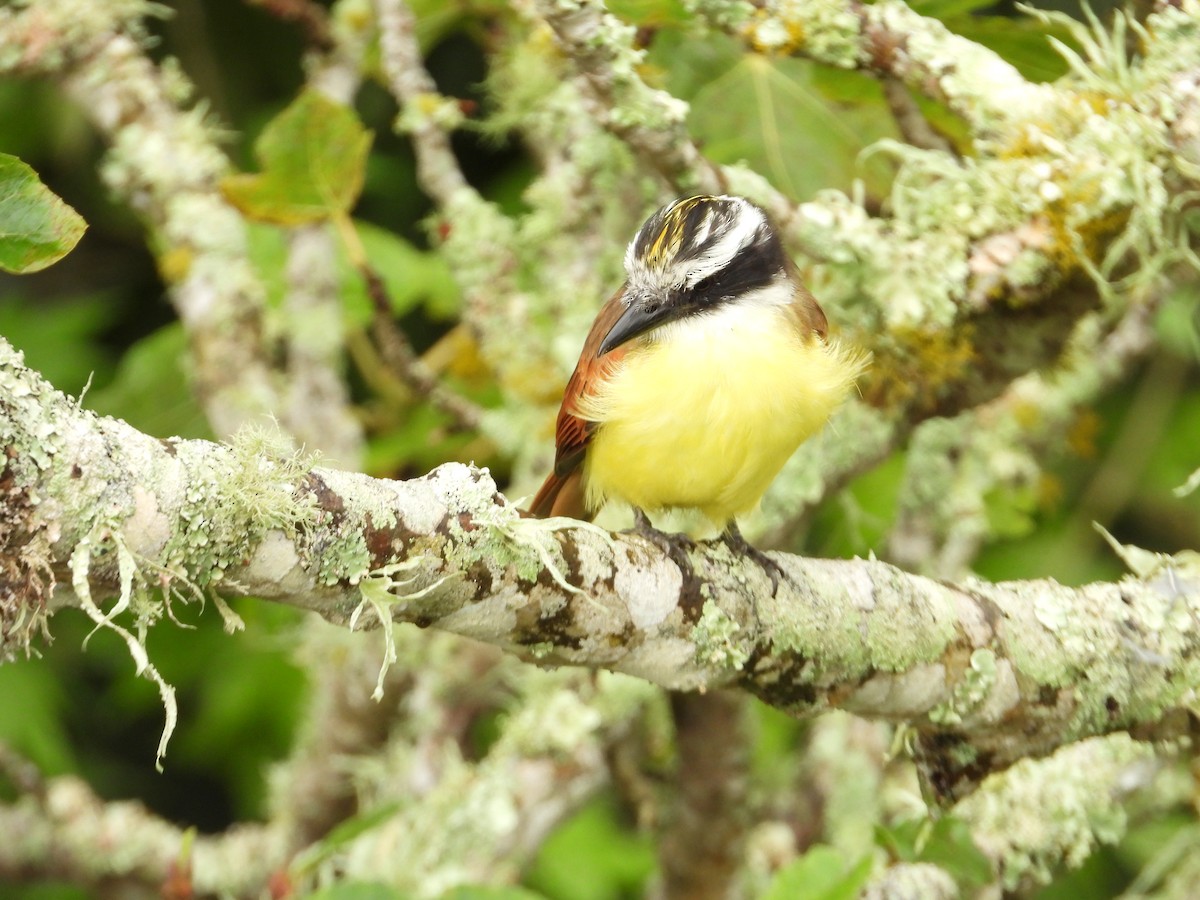 Great Kiskadee - ML646579386