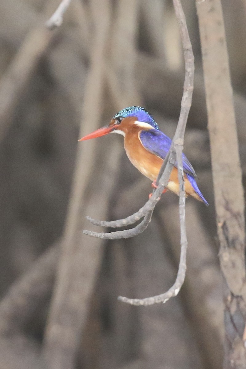 Malachite Kingfisher - ML646579387