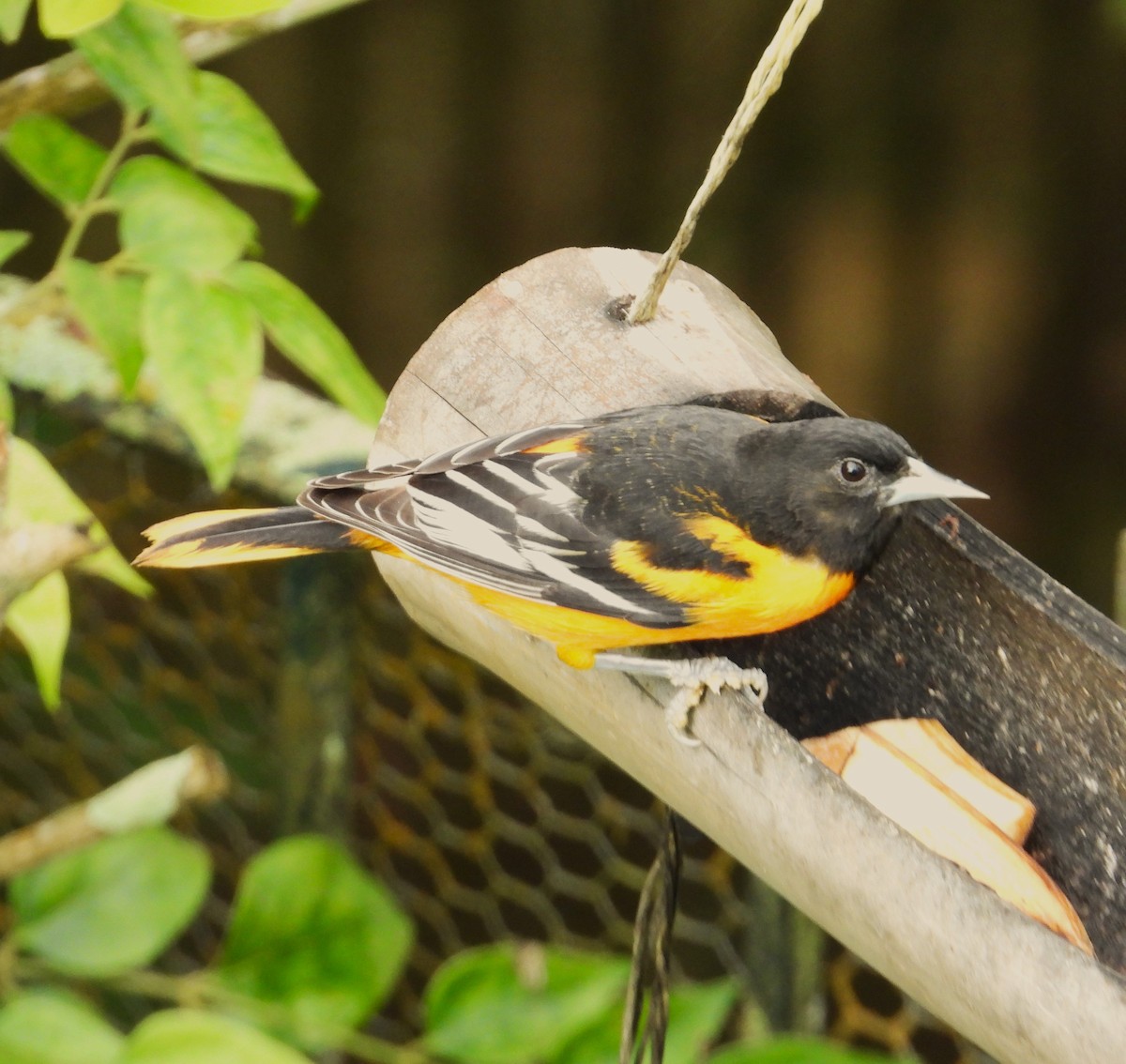 Baltimore Oriole - ML646579388