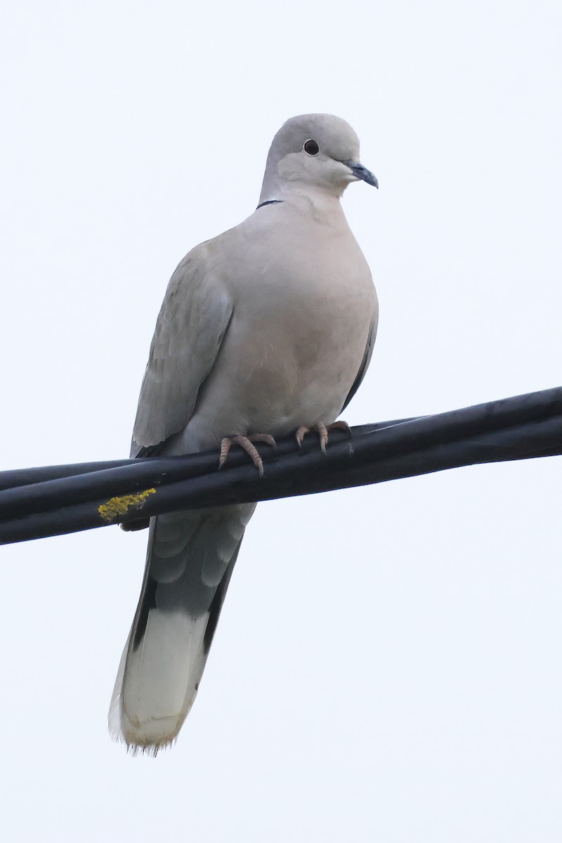 Eurasian Collared-Dove - ML646579389