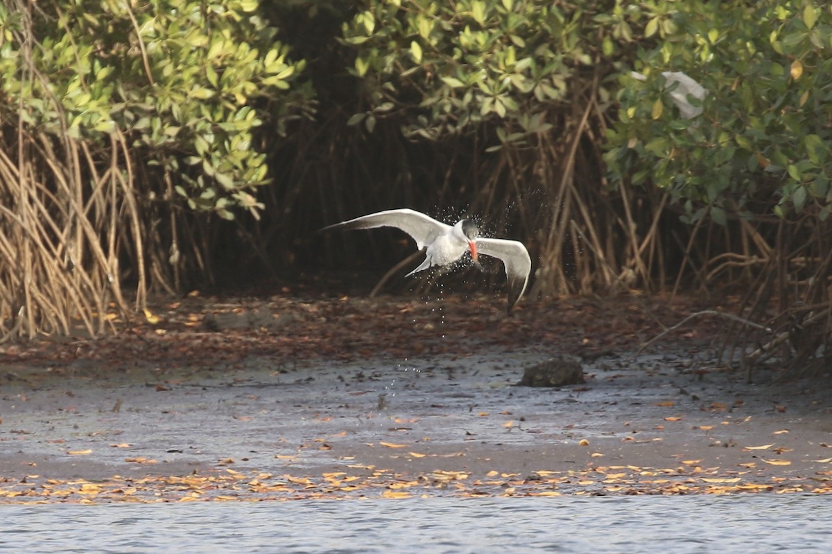 Caspian Tern - ML646579390