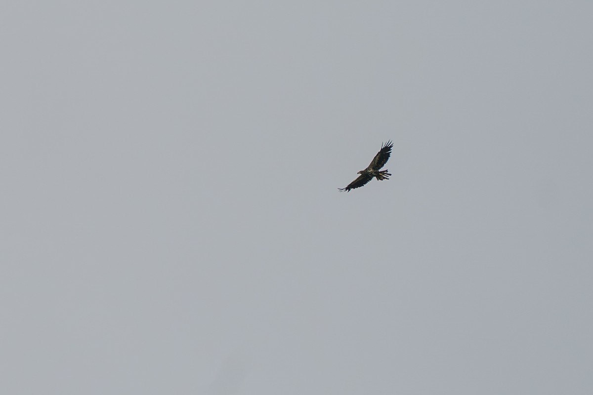 Bald Eagle - ML646579391