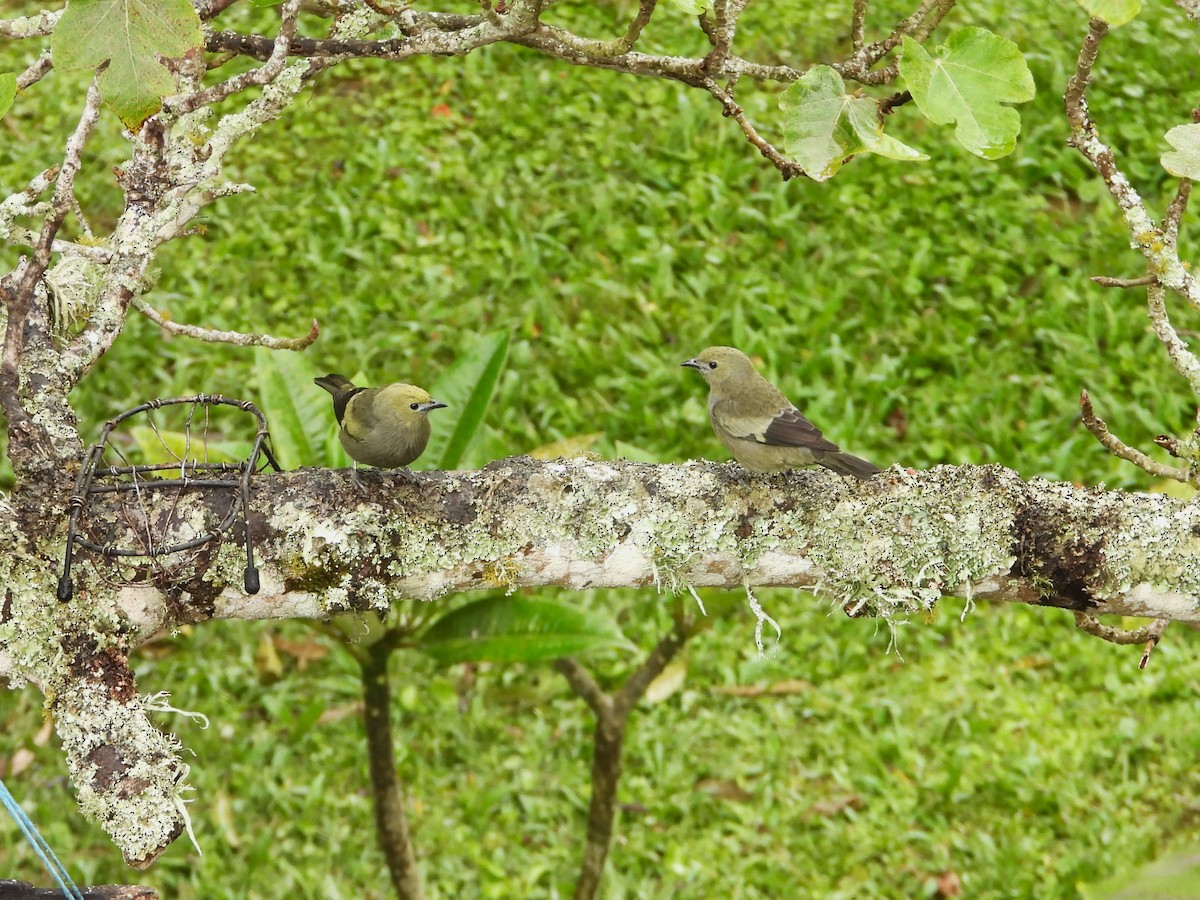 Palm Tanager - ML646579392