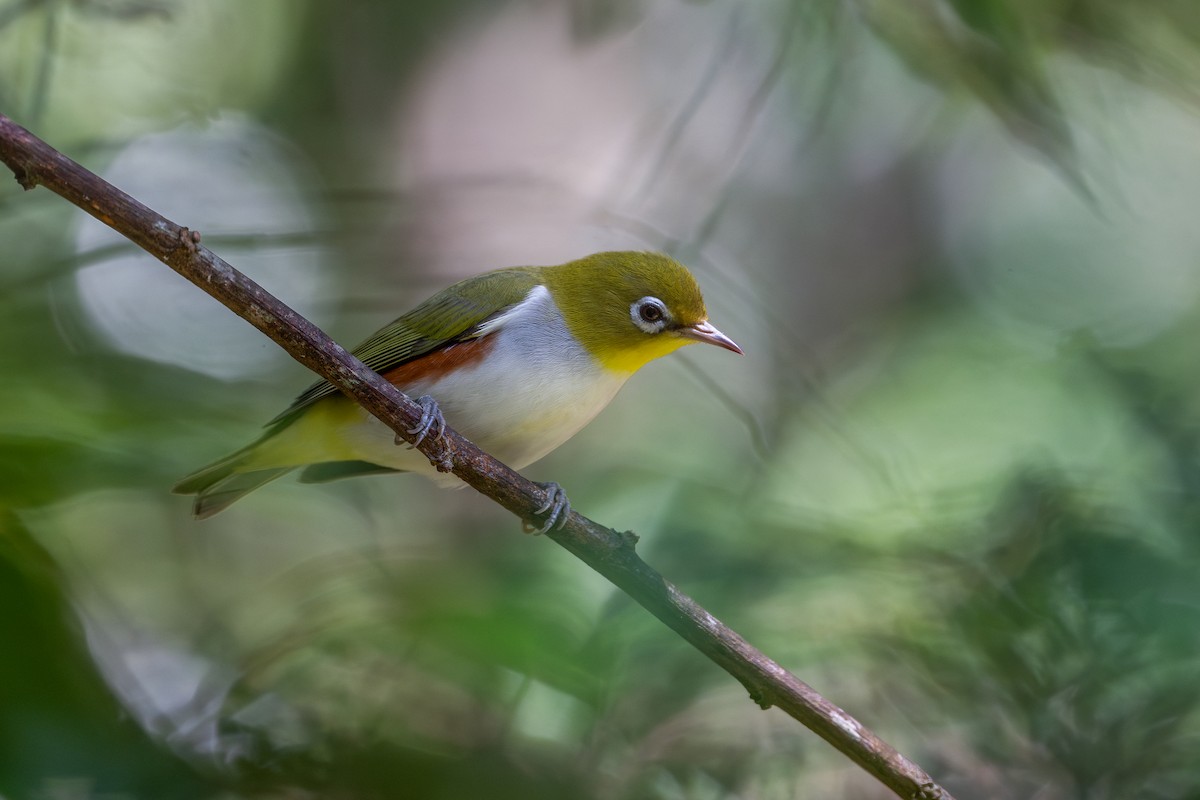 Chestnut-flanked White-eye - ML646579393