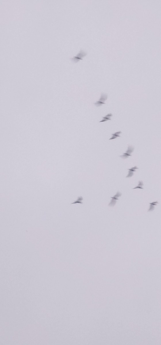 Black-headed Gull - ML646579394