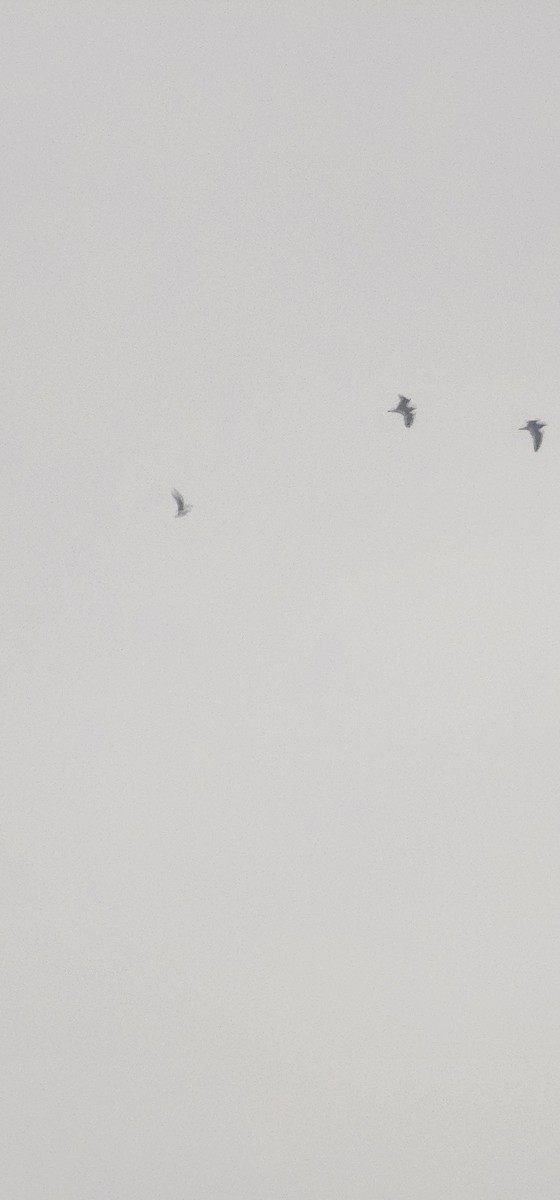 Black-headed Gull - ML646579395