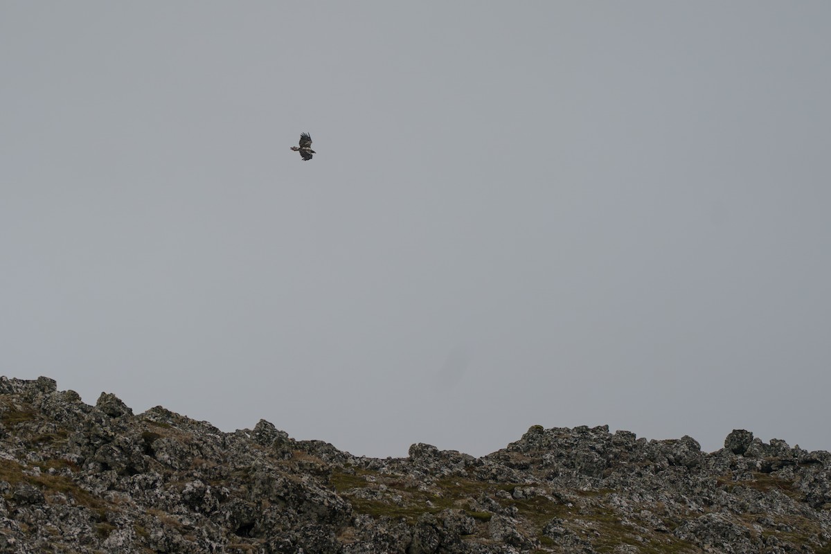 Bald Eagle - ML646579396