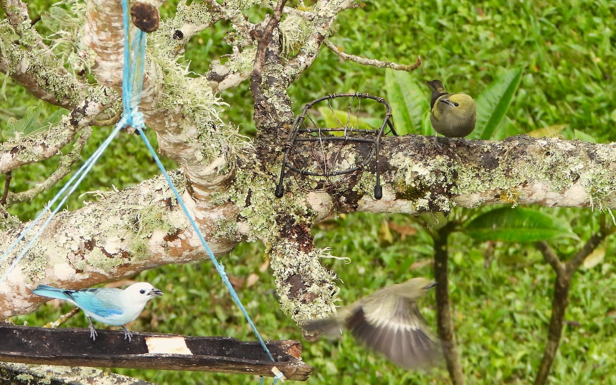 Palm Tanager - ML646579397