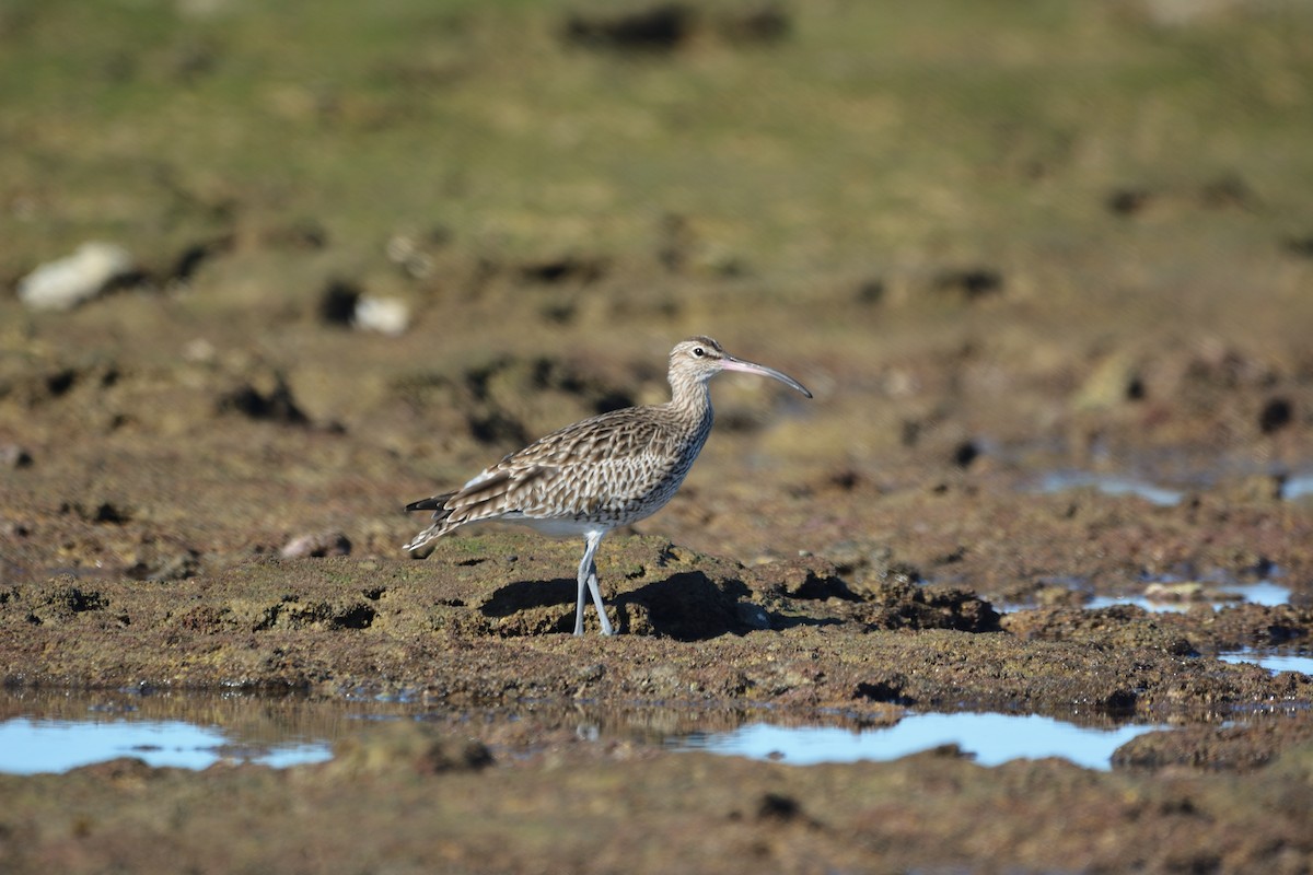 koliha malá - ML646579398