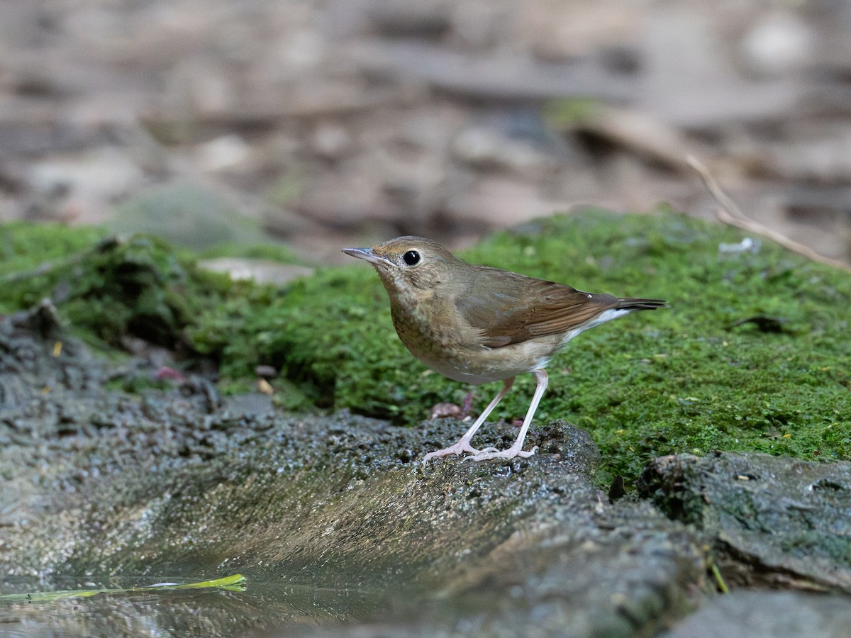 Ruiseñor Azul - ML646579401