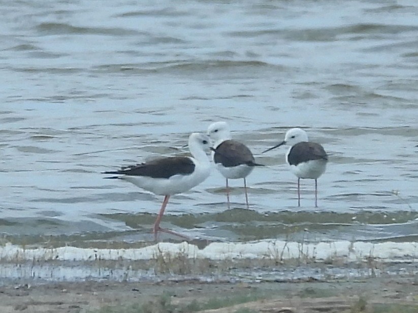 Zankaluze eurasiarra - ML646579407