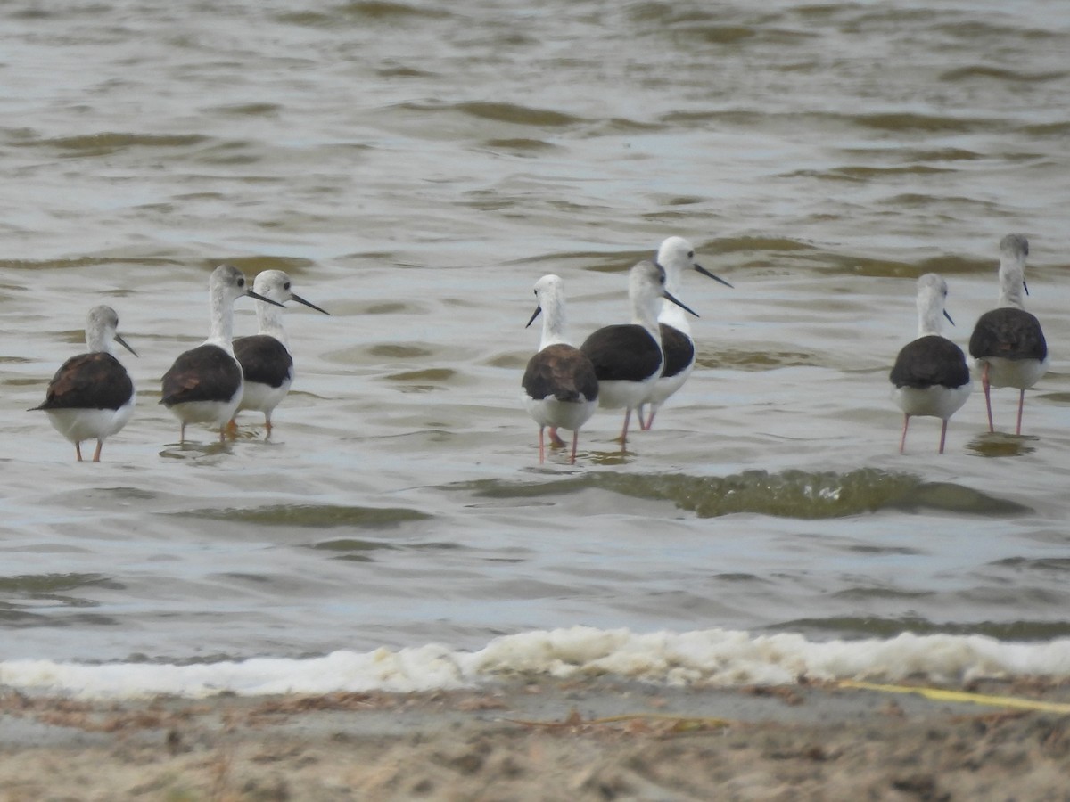 Zankaluze eurasiarra - ML646579408