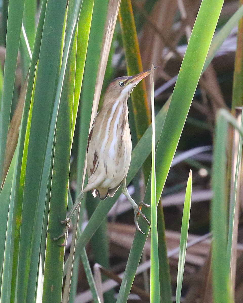 Least Bittern - ML646579410
