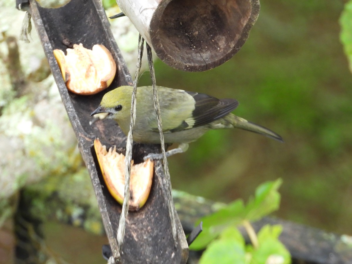 Palm Tanager - ML646579411