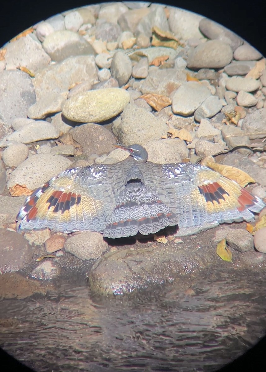 Sunbittern - ML646579412