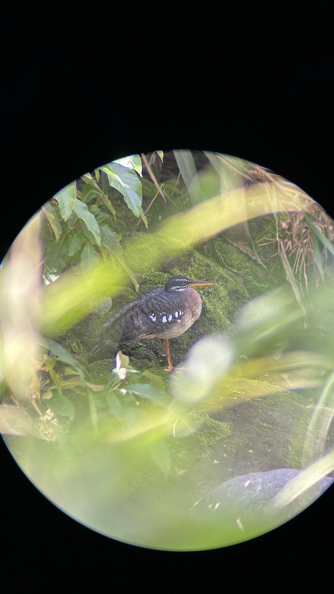 Sunbittern - ML646579413