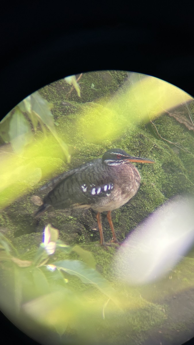 Sunbittern - ML646579414