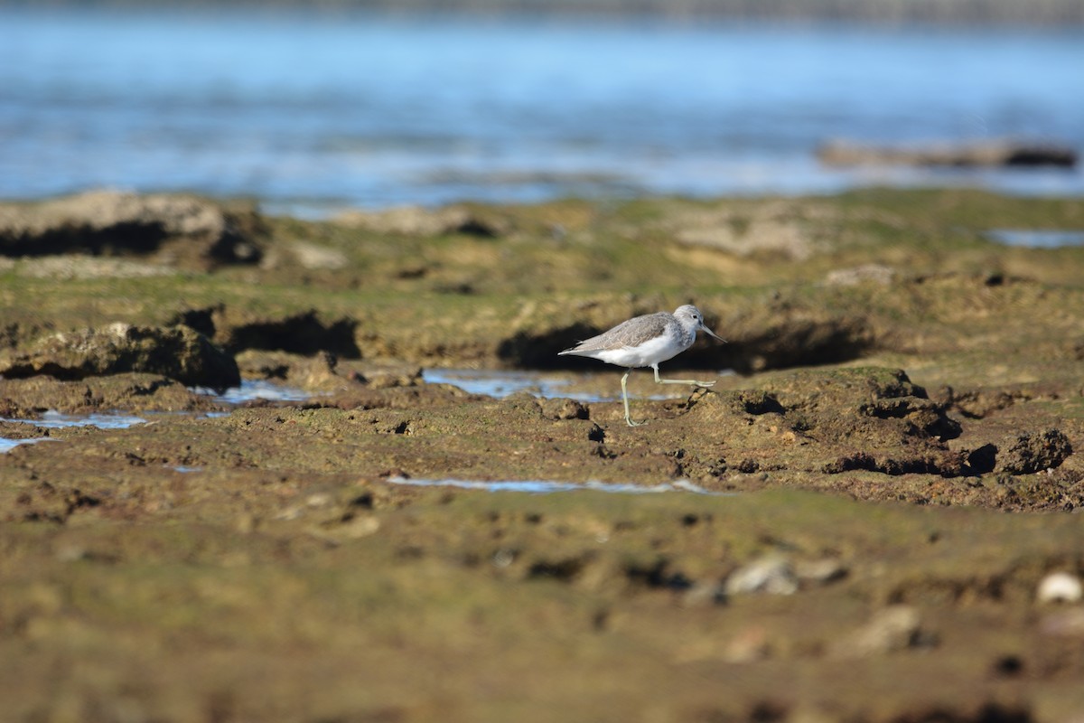 vodouš šedý - ML646579416