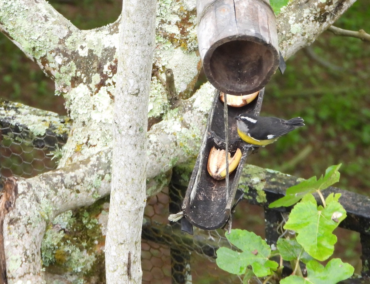 Zuckervogel - ML646579417