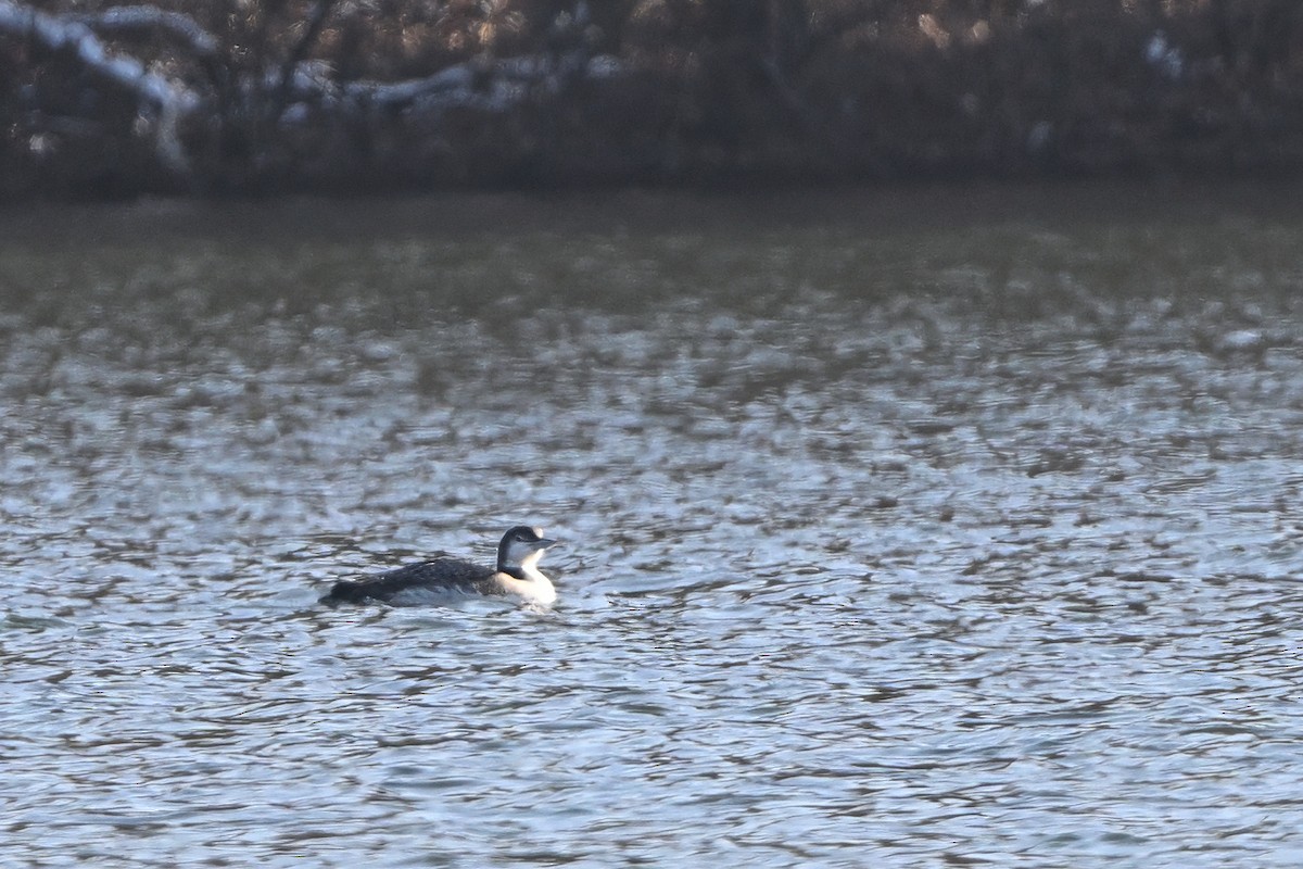 Common Loon - ML646579419
