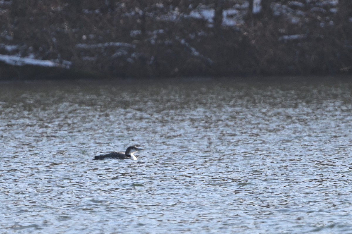 Common Loon - ML646579420